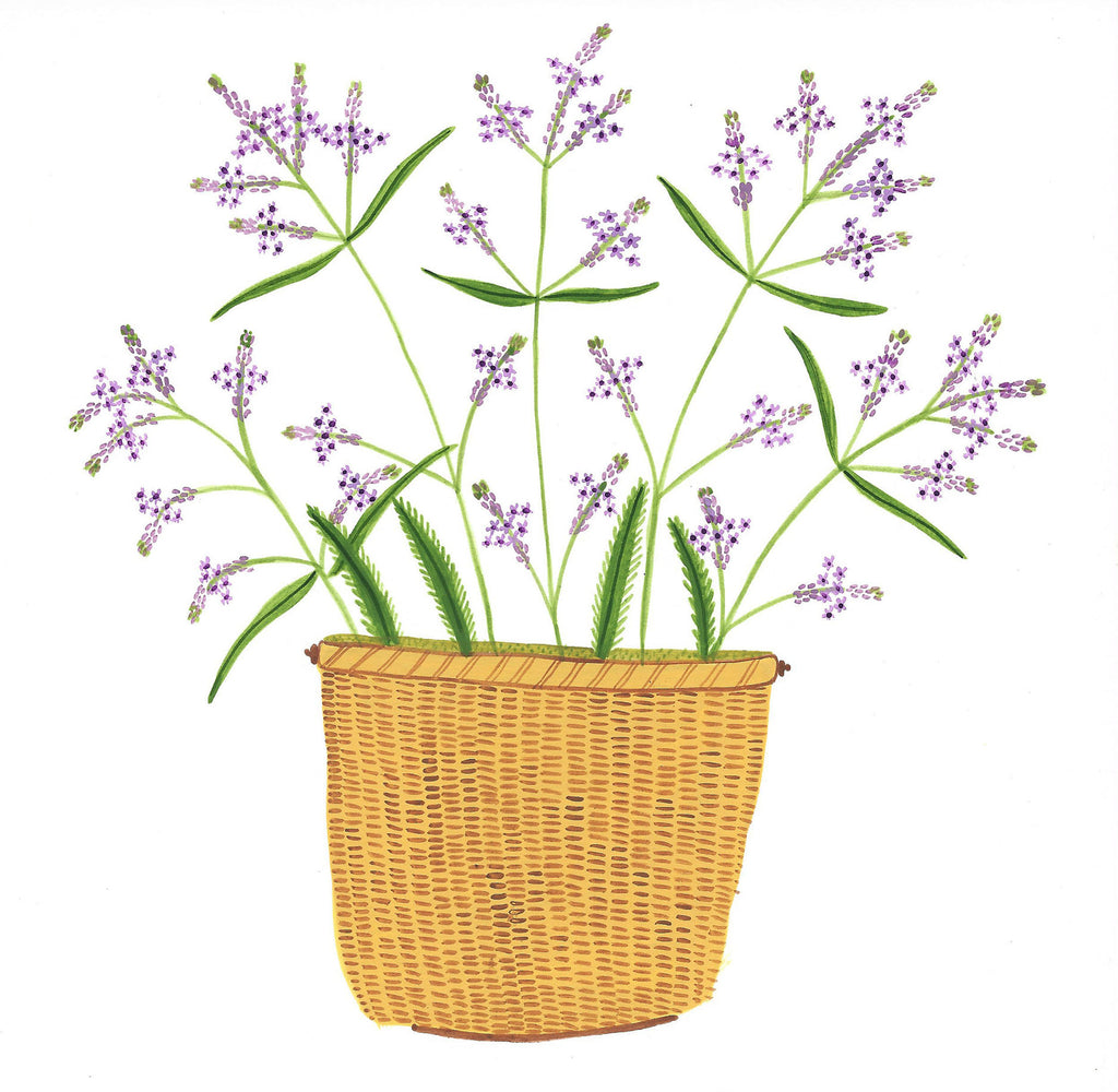 Prints * Lightship Basket * Purple Statice